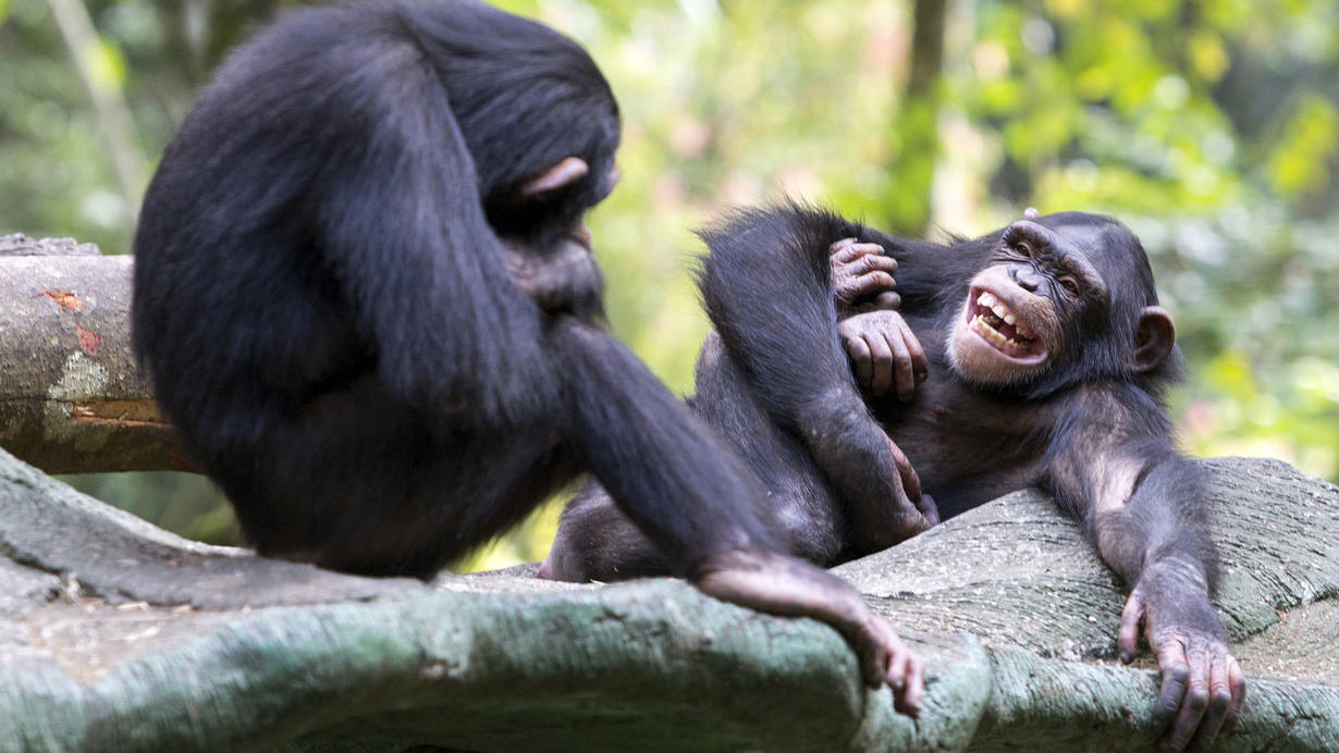 Two chimpanzees play on a tree branch.