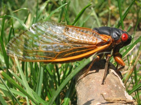 A Brood X Cicada