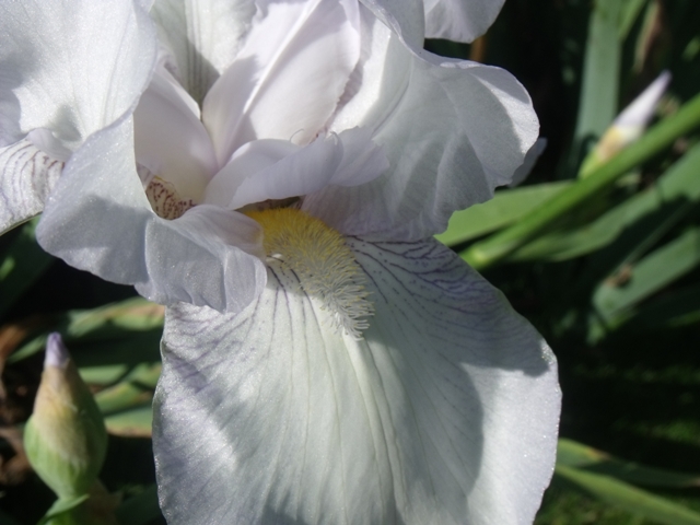 Iris 'Immortality'