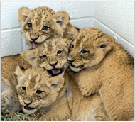 Cubs