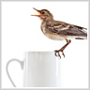 Coffee Birds