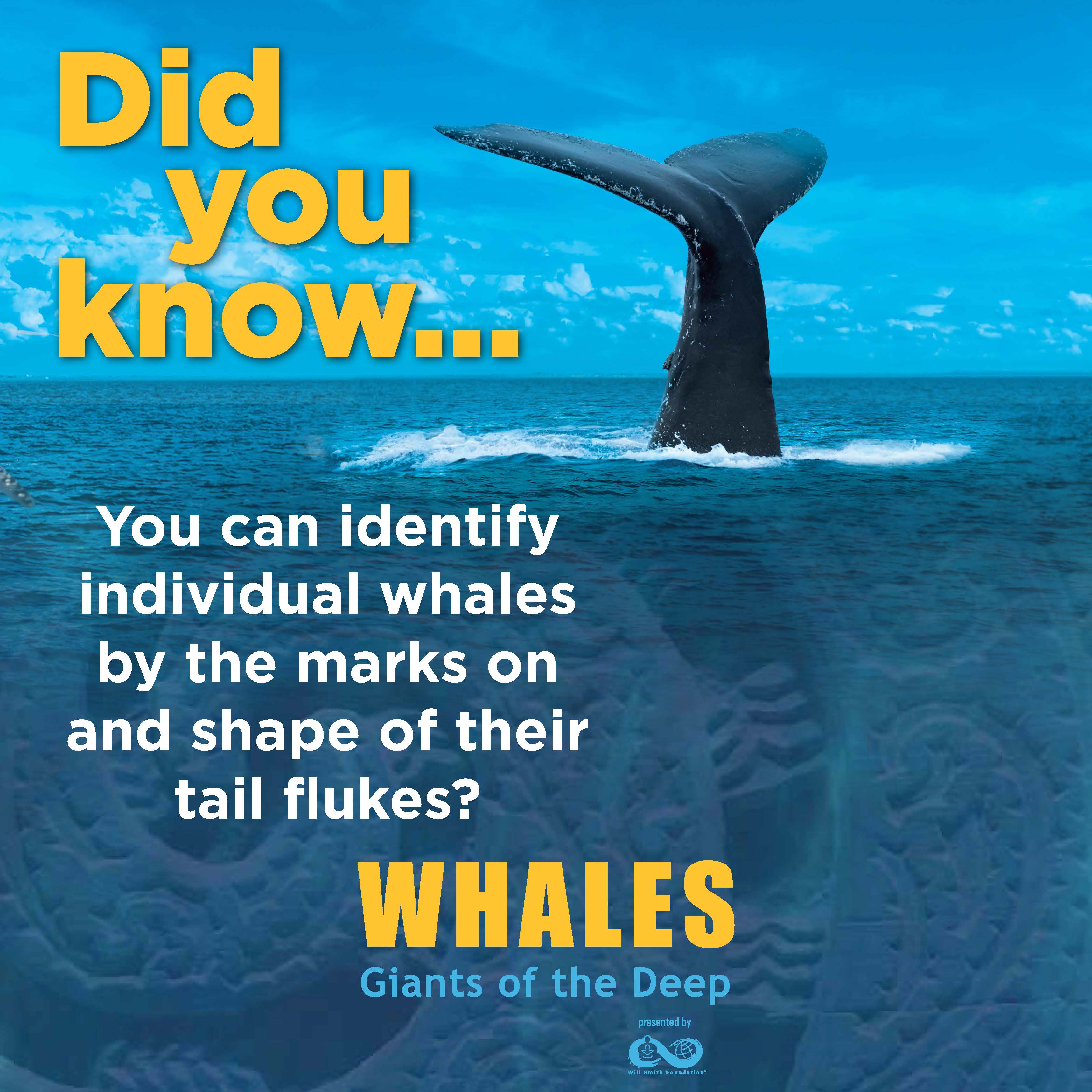 Whales: Giants of the Deep