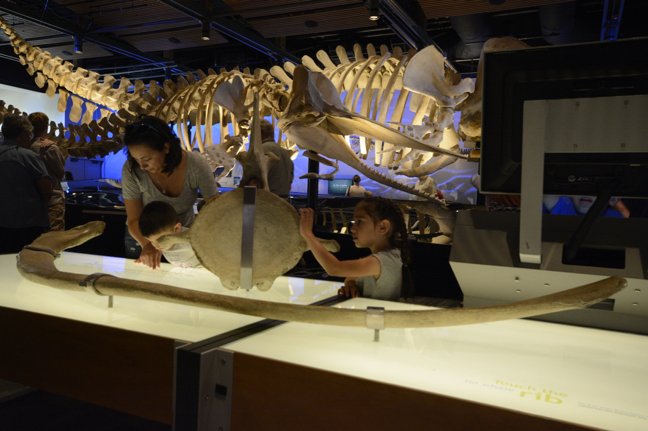 Whales: Giants of the Deep