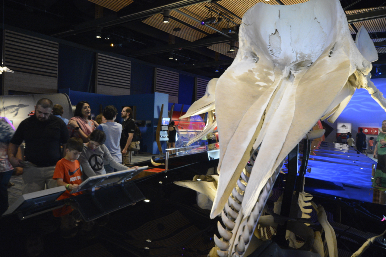 Whales: Giants of the Deep