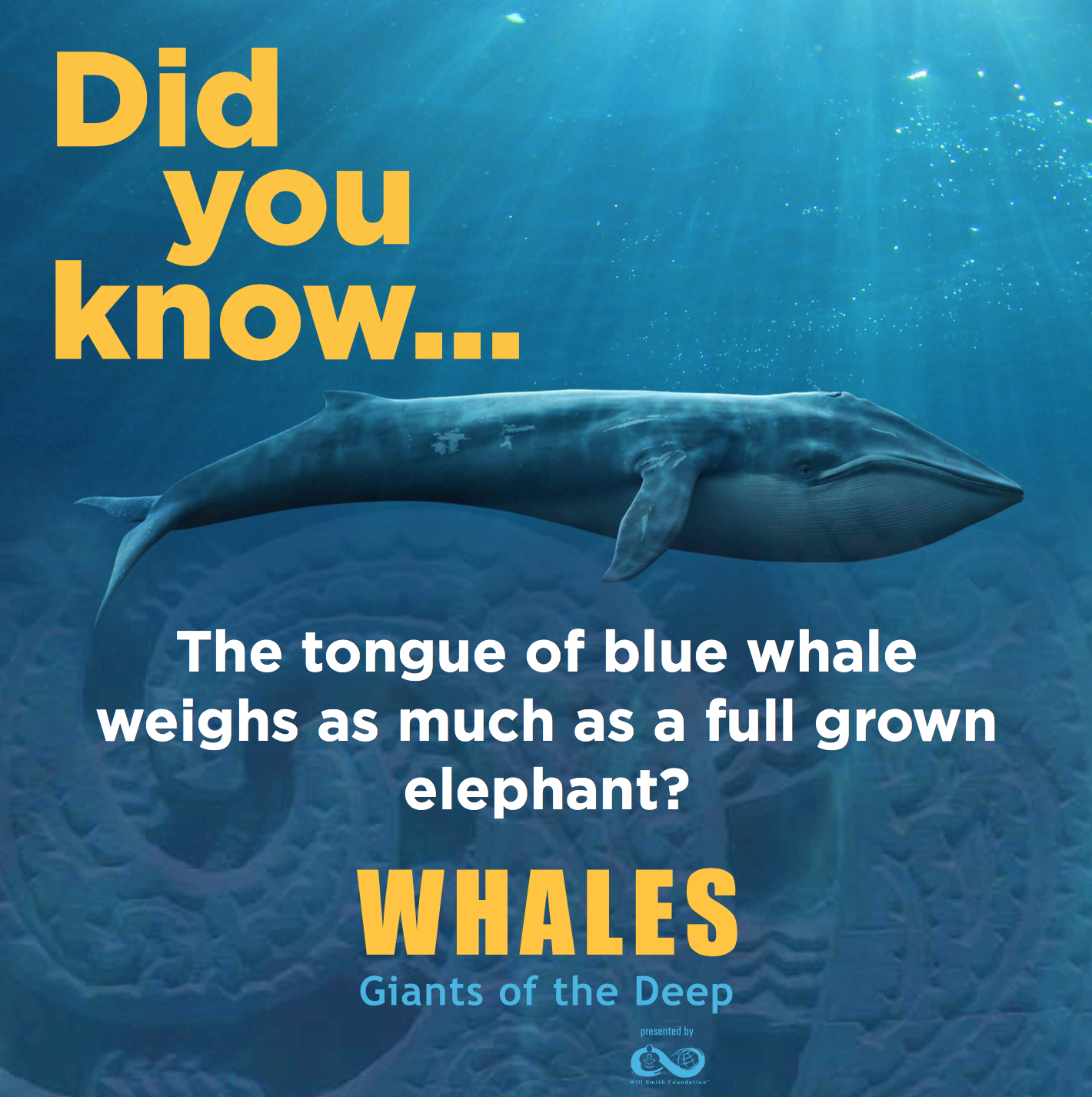 Whales: Giants of the Deep