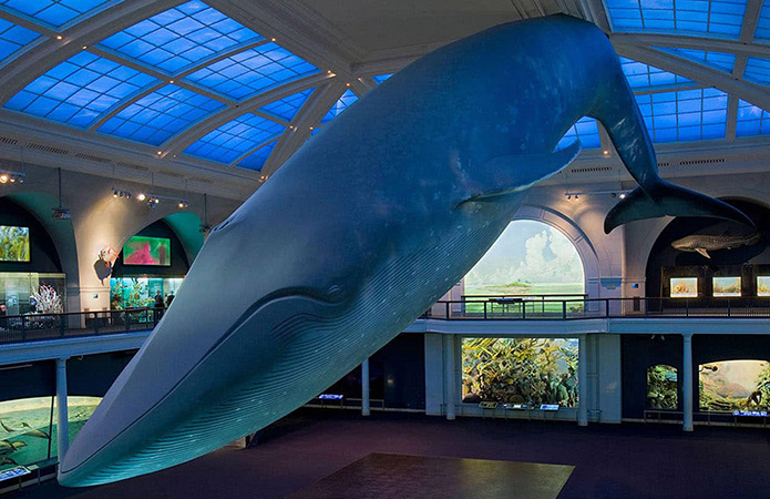 The blue whale in the Milstein Hall of Ocean Life