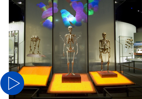 Spitzer Hall of Human Origins