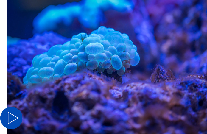 Bubble Coral