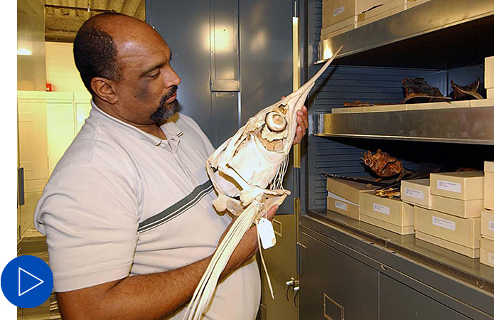 Radford Arrindell stands near the shelving that houses the ichthyology collection and holds a fish skeleton specimen.