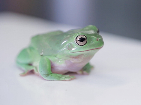 A small, green frog on a table