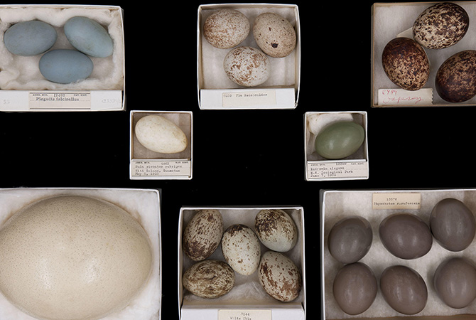 Several small open boxes, each of which holds different bird egg specimens.