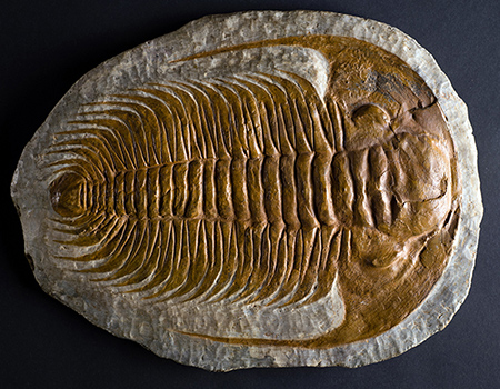 A trilobite fossil