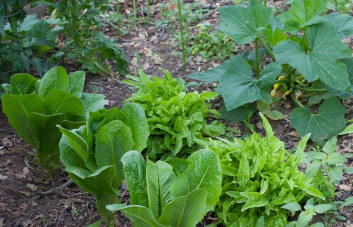 Rows of green leaf lettuce and yellow squash grow in a home garden.