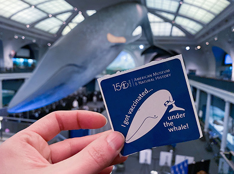 Hand holding a vaccination sticker of the Blue Whale in front of the Blue Whale