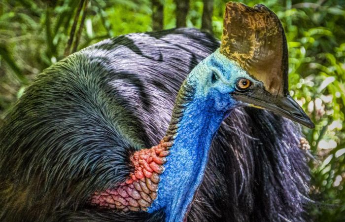 Profile view of a cassowary, which features a horn-like brown casque on top of its head.