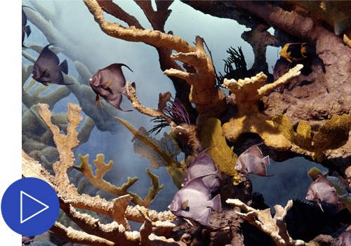 Close up of the Andros Coral Reef Diorama