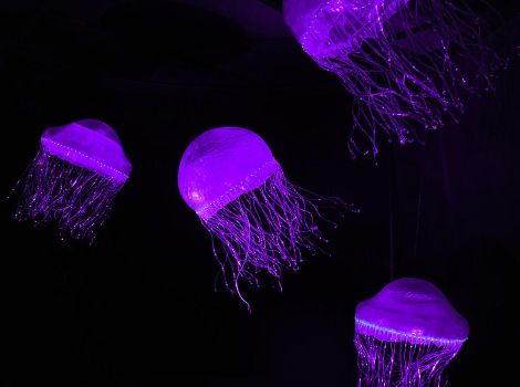Glowing purple jellyfish