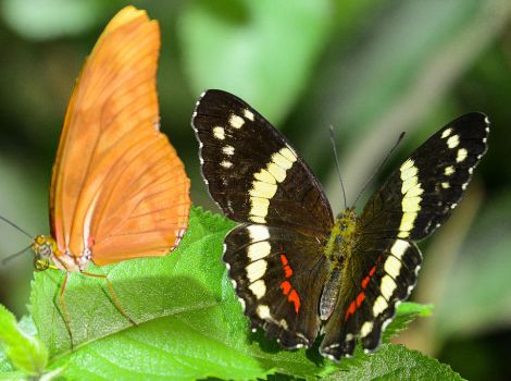 Two butterflies—one solid colored and one with a striped wing pattern—alight on a plant leaf.
