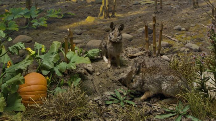 Eastern Cottontail Diorama