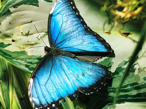 A blue morpho butterfly