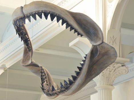 Fossil jaw of carcharodon megalodon shark is suspended from the ceiling in the Hall of Vertebrate Origins.