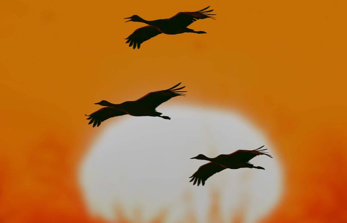 Three sandhill cranes fly past a setting sun.
