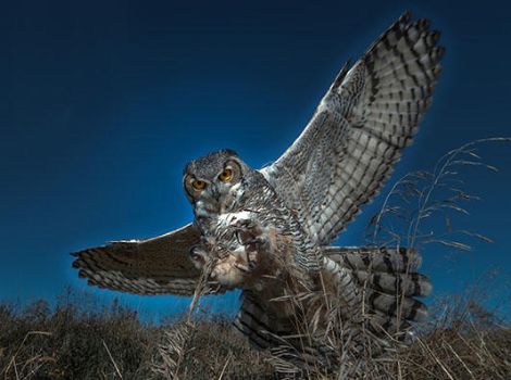 A great horned owl, an impressive predator, swoops down to try and make a nighttime catch.