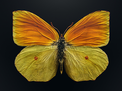 Brightly colored butterfly with wings spread.