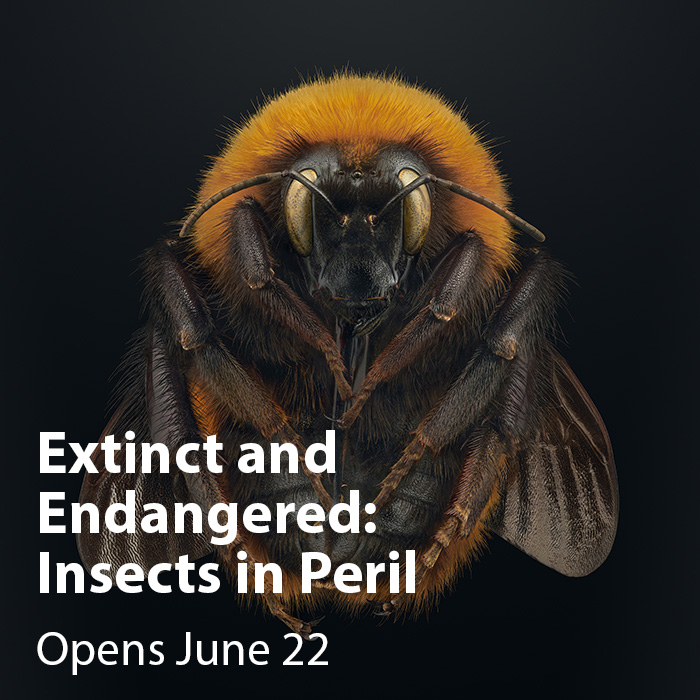 Extinct and Endangered: Insects in Peril