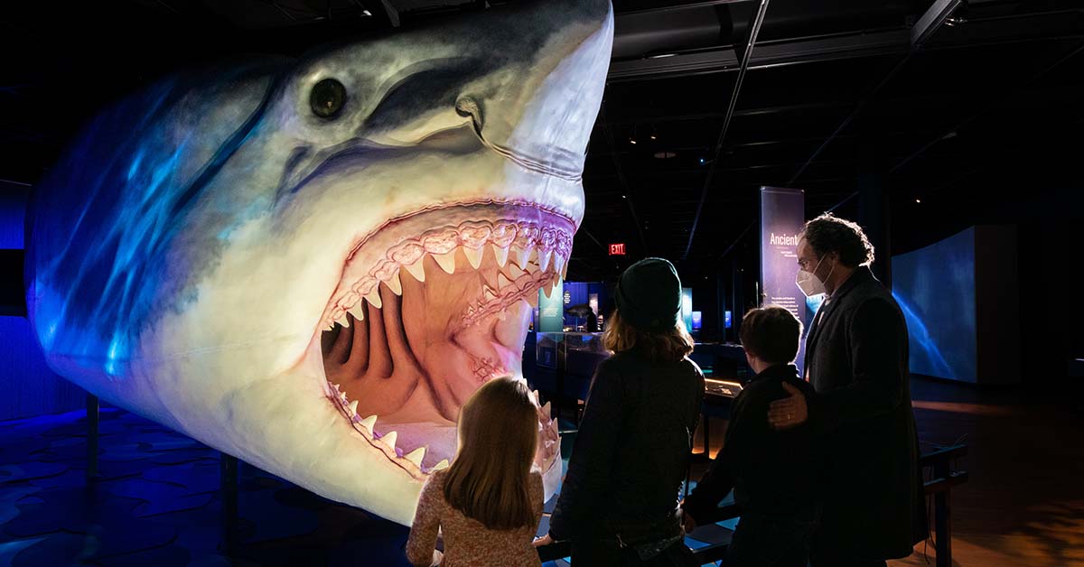 Visitors exploring the Sharks special exhibition peering into a large gaping Shark mouth in front of them.