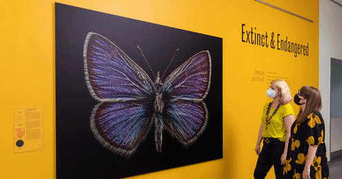 Two visitors exploring the Extinct and Endangered special exhibition looking at a large photograph of a purple butterfly.