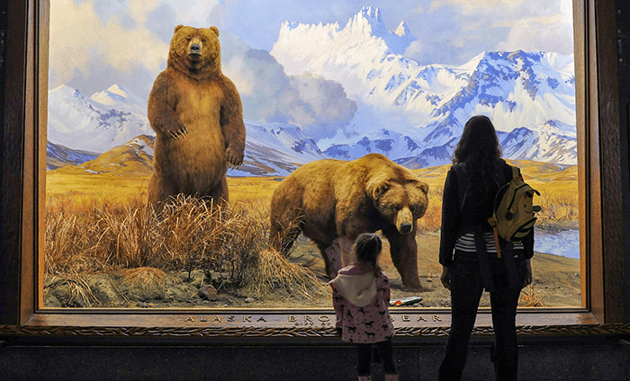 A women and child in front of the Alaska brown bear diorama. 