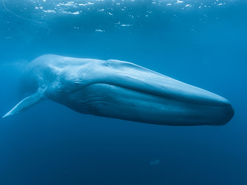 A large blue whale swimming in the sea close to the surface with visible sunlight shining on the surface of the ocean.