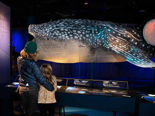 A parent and a young child exploring the interactive sharks exhibit together, with the parent pointing at a large replica of a shark.