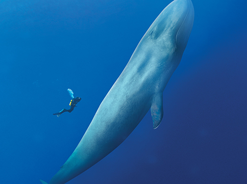 A diver in the deep sea next to a blue whale illustrating the massive size of the animal in comparison to the diver.