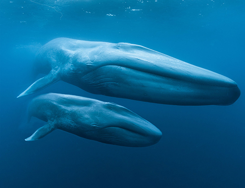 Two blue whales swimming parallel to one another in the deep blue sea.