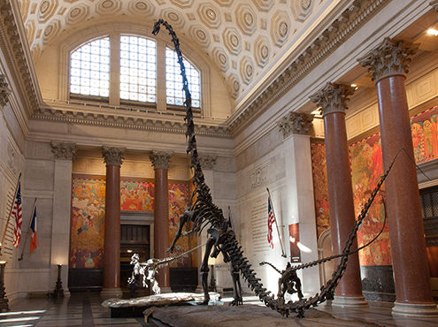 Rotunda entrance of the Museum with sunlight pouring through from the left, highlighting casts of a Barosaurus rearing up to protect its young from an attacking Allosaurus.