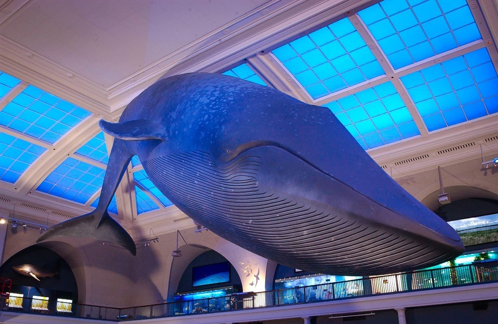 The blue whale featured in the Hall of Ocean Life surrounded by many Museum dioramas depicting a vast array of ocean life. 