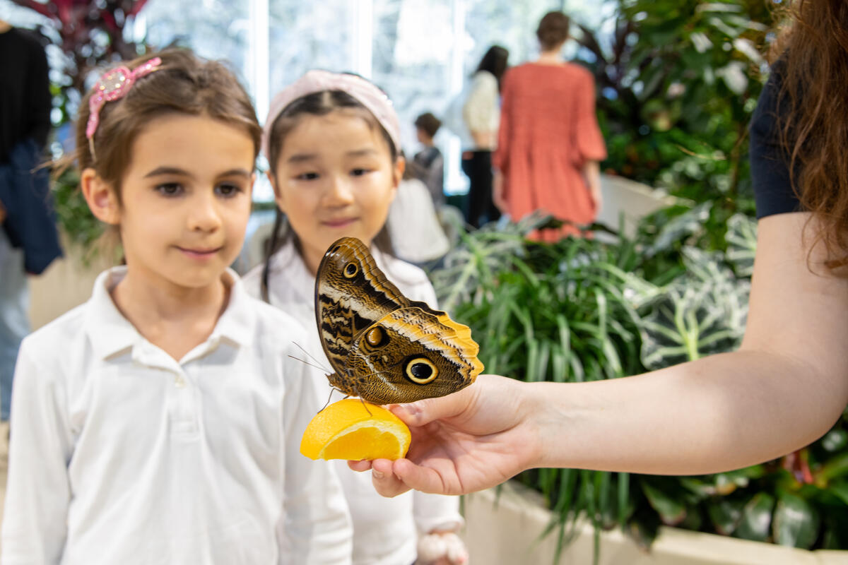 Two young children dressed in white school uniforms looking at a butterfly being held in front of them. 
