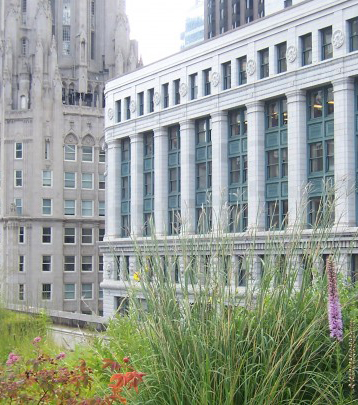 Chicago City Hall green roof