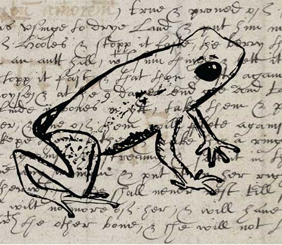 ink drawing of a frog on a manuscript