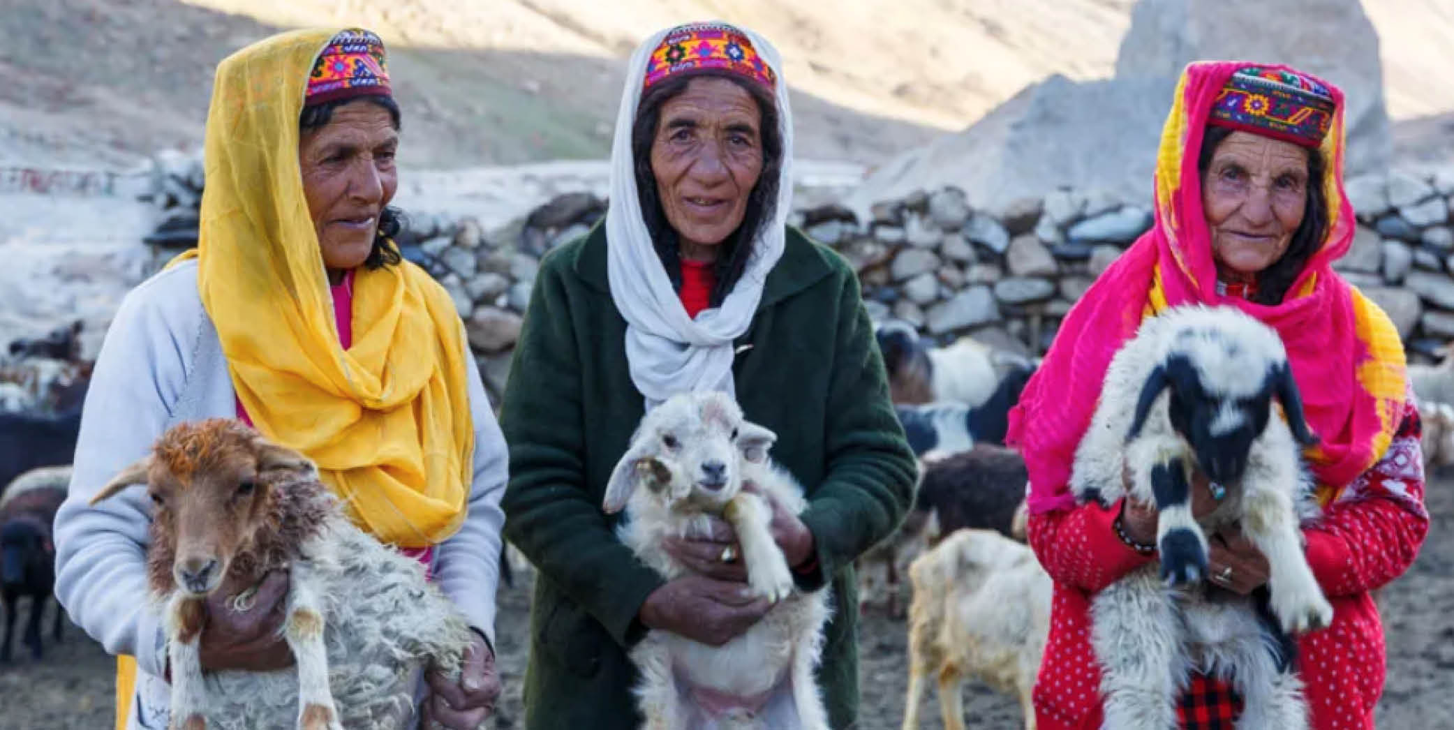 Pakistani shepherdess