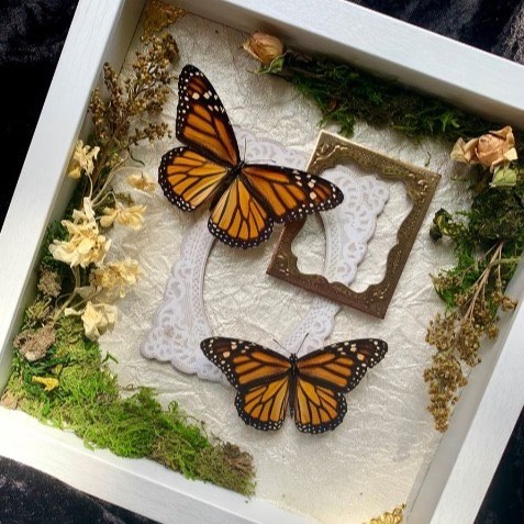 A shadowbox is arranged with butterflies. 