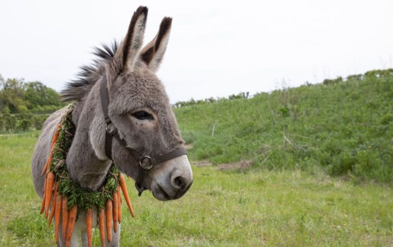 A donkey in a green field with lots of carrots hanging from a wreath around its neck. 