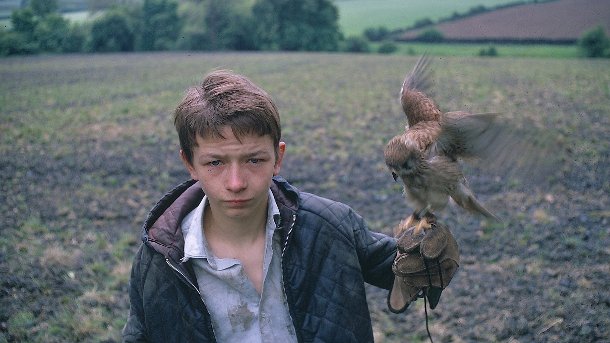 A young boy in a field holding a kestrel on a gloved hand, with a serious expression, in a still from Ken Loach’s film Kes.