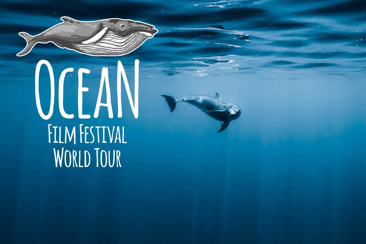 A distant whale swims under the ocean, just below the surface.  The logo and title of the Ocean Film Festival sits in the corner of the frame. 