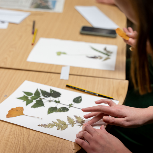 a person making a herbarium sheet, sticking dried plants to a sheet of paper