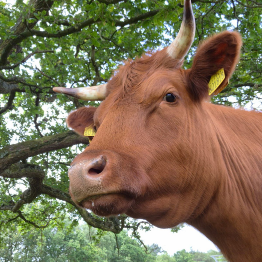 big cow