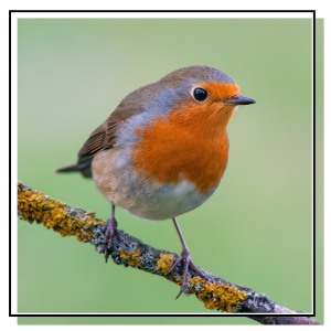 robin on a branch