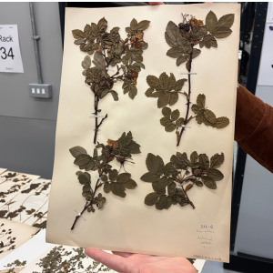 Herbarium sheets from the collection